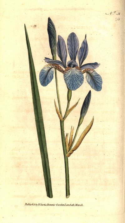 Siberian Iris - Siberian iris, Iris sibirica. Handcolured copperplate engraving after a botanical illustration by James Sowerby from William Curtis
