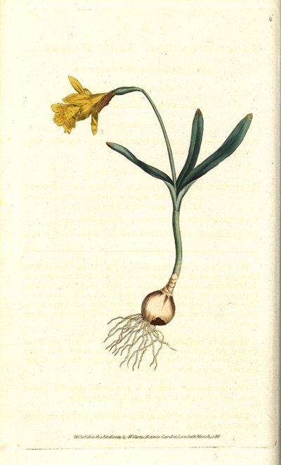 Small narcissus - Least daffodil, Narcissus pseudonarcissus subsp. minor (Narcissus minor). Handcolured copperplate engraving after a botanical illustration by James Sowerby from William Curtis
