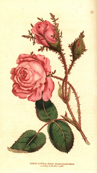 Sparkling rose (sparkling rose) - Pink moss, Rosa centifolia f. muscosa (Rosa muscosa). Handcolured copperplate engraving after a botanical illustration from William Curtis