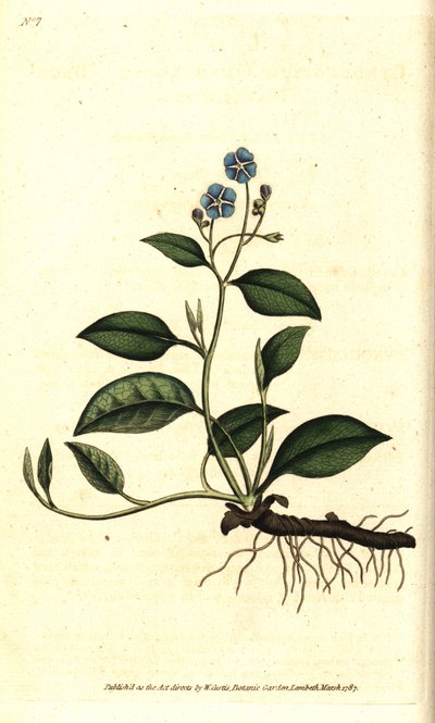 Spring Omphalodes or Printaniere Little Borage - Creeping navelwort, Omphalodes verna (blue navelwort, Cynoglossum omphalodes). Handcolured copperplate engraving after a botanical illustration by James Sowerby from William Curtis