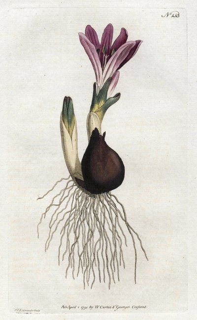 سبرينغ بولبوكود أو كامبانيت - طباعة حجرية لسيدنهام إدواردز (1768-1819) ، من مجلة ويليام كيرتس النباتية (1746-1799) بواسطة سيدنهام تيست إدواردز