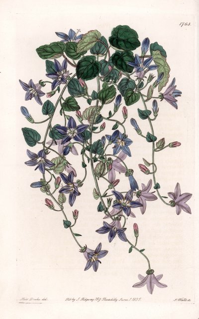 Star campanule - لوحة محفورة بواسطة S. Watts ، من رسم توضيحي لسارة Anne Drake (1803-1857) ، من السجل النباتي لسيدنهام إدواردز (1768-1819) ، إنجلترا بواسطة سيدنهام تيست إدواردز