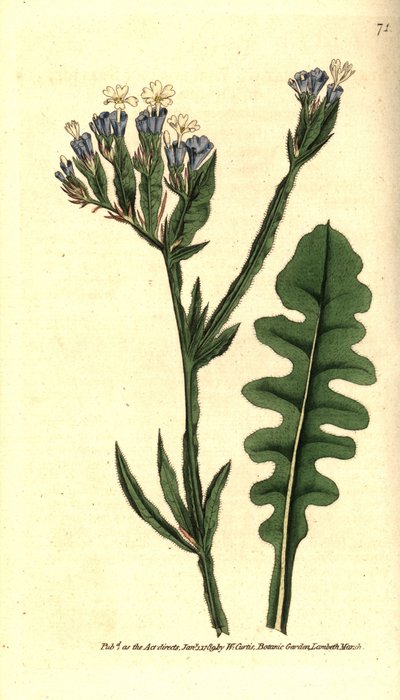 Statice sinue or Limonium with sinuate leaves - Sea lavender, Limonium sinuatum (Purple-cup 