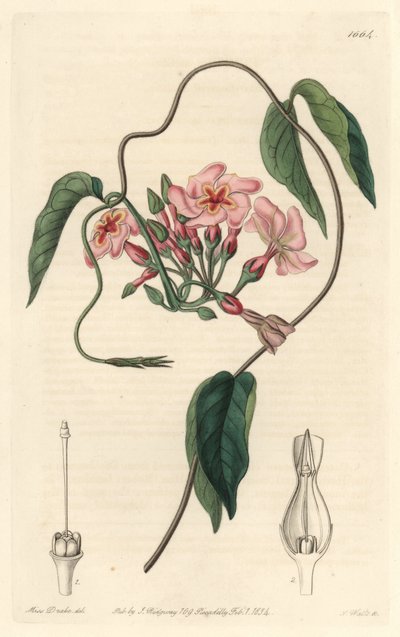 الصدى النجمي ، موطنه البرازيل - موطن الماء بواسطة S. Watts من رسم توضيحي لسارة آن دريك (1803-1857) ، من السجل النباتي بواسطة سيدنهام تيست إدواردز
