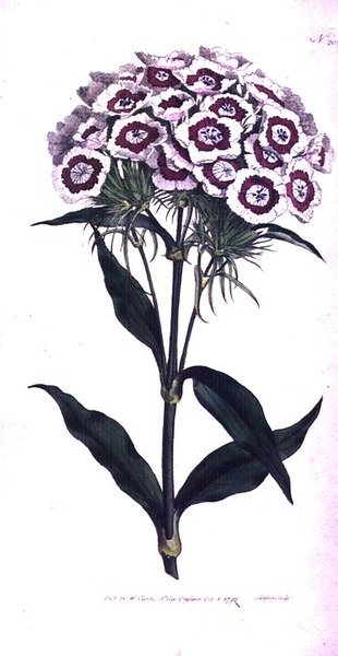 Sweet William أو Bearded Pink (Dianthus barbatus) ، اللوحة 205 من William Curtis 'The Botanical Magazine' (أو 'Flower Garden Displayed') ، نقشها الفنان ، حانة. 1792 (نقش) بواسطة سيدنهام تيست إدواردز