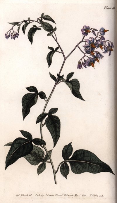 Sweet bitter or bitter sweet nightshade. Coloured copper engraving, illustration by Sydenham Edwards (1768-1819) for Conferences of Botanical, Botanical Garden of Lambeth (England) بواسطة سيدنهام تيست إدواردز