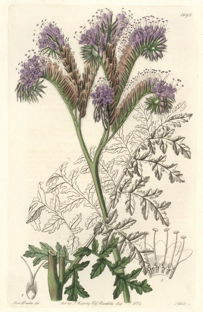 نبات حشيشة الدود phacelia ، موطنه كاليفورنيا - موطن الماء بواسطة S. Watts من رسم توضيحي لسارة آن دريك (1803-1857) ، من السجل النباتي بواسطة سيدنهام تيست إدواردز