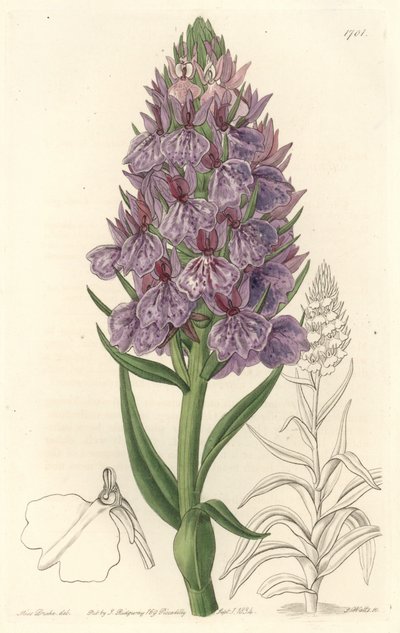 Terrestrial orchid, endemic to the island of Madeire - Water forte by S. Watts from an illustration by Sarah Anne Drake (1803-1857), from the Botanical Register بواسطة سيدنهام تيست إدواردز
