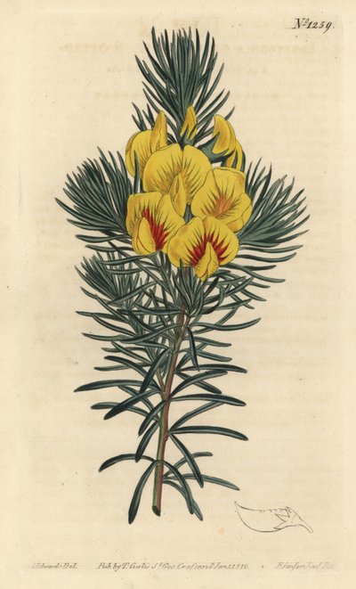The cotter or honey bush - Coastal tea or kustee, Cyclopia genistoides (Spotted-flowered ibbetsonia, Ibbetsonia genistoides). Handcoloured copperplate engraving by F. Sansom Jr. after an illustration by Sydenham Edwards from William Curtis