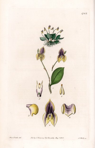 ثلاثة أسنان Lepanthe - لوحة محفورة بواسطة S.Watts ، من رسم توضيحي لسارة آن دريك (1803-1857) ، من السجل النباتي لسيدنهام إدواردز (1768-1819) ، إنجلترا بواسطة سيدنهام تيست إدواردز