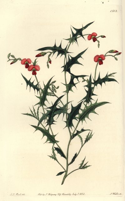 Triangular chorozema, Chorozema triangulare. Handcoloured copperplate engraving by S. Watts after an illustration by J.T. Hart from Sydenham Edwards