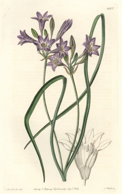Triteleia ou brodiacea lache - Water forte by S. Watts from an illustration by Sarah Anne Drake (1803-1857), from the Botanical Register بواسطة سيدنهام تيست إدواردز