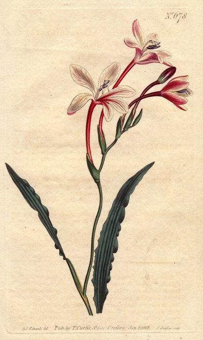Tritonia has a curly leaf and pink, crimson and white flowers, native to South Africa. Curled leaved tritonia with pink, crimson and white flowers. A native of South Africa. Tritonia crispa. Handcolored copperplate engraving from a botanical illustration b بواسطة سيدنهام تيست إدواردز