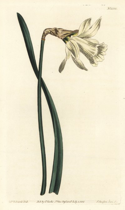 البوق النرجس - أصغر نرجس إسباني أبيض ، Narcissus pseudonarcissus subsp. Moschatus (نرجس موشاتوس). نقش على لوح نحاسي ملون يدويًا بواسطة F. Sansom Jr. بعد رسم توضيحي لسيدنهام إدواردز من مجلة William Curtis النباتية ، T. بواسطة سيدنهام تيست إدواردز