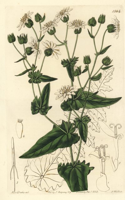 Turnip-leaved musk-succory, Moscharia pinnatifida. Handcoloured copperplate engraving by S. Watts after an illustration by Miss Sarah Drake from Sydenham Edwards