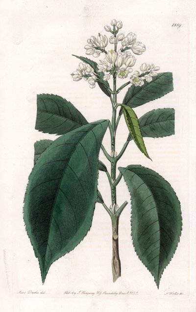 Turpinia Variete - لوحة محفورة بواسطة S. Watts ، من رسم توضيحي لسارة Anne Drake (1803-1857) ، من السجل النباتي لسيدنهام إدواردز (1768-1819) ، إنجلترا بواسطة سيدنهام تيست إدواردز