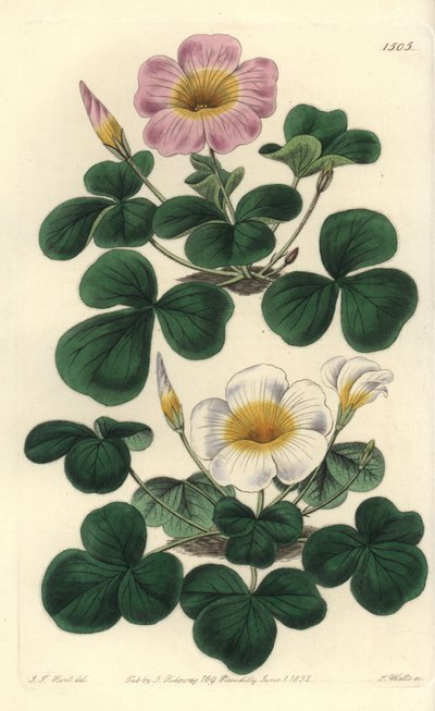 Variable oxalis, Oxalis variabilis (Oxalys purpurea). Handcoloured copperplate engraving by S. Watts after an illustration by J.T. Hart from Sydenham Edwards
