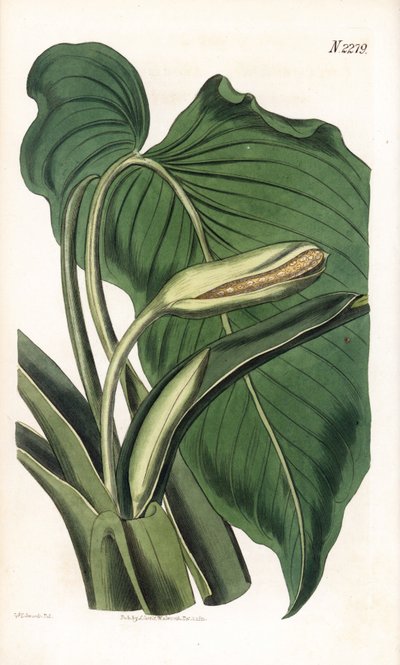 Variete de calla ou arum - Aromatic calla، Homalomena aromatica (Calla aromatica). نقش على لوح نحاسي ملون يدويًا بواسطة ويديل بعد رسم توضيحي لسيدنهام إدواردز من "" مجلة صمويل كيرتس النباتية "، لندن بواسطة سيدنهام تيست إدواردز