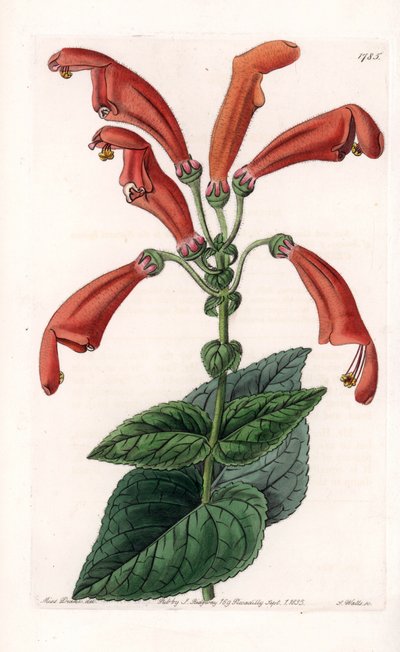 Variete de gesneria ، زهرة في أنابيب - لوحة محفورة بواسطة S.Watts ، بناءً على رسم إيضاحي لسارة آن دريك (1803-1857) ، من السجل النباتي لسيدنهام إدواردز (1768-1819) ، إنجلترا بواسطة سيدنهام تيست إدواردز