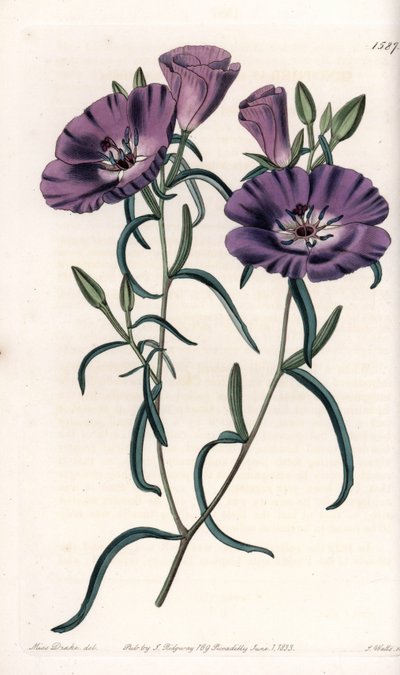 Variete of Clarkia, native of South America Engraved by S.Watts, from an illustration by Sarah Anne Drake (1803-1857), from the Botanical Register of Sydenham Edwards (1768-1819), England بواسطة سيدنهام تيست إدواردز