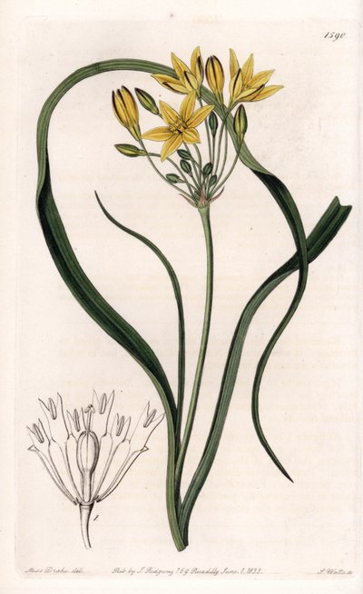 Variete of Triteleia or brodeleia, with yellow flowers, native to California - Plate engraved by S.Watts, from an illustration by Sarah Anne Drake (1803-1857), from the Botanical Register of Sydenham Edwards (1768-1819), England بواسطة سيدنهام تيست إدواردز