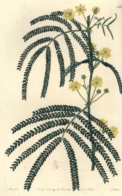 Variete of acacia (or cassier) - Fern-leaved acacia, Acacia pentadenia. Handcoloured copperplate engraving by S. Watts after an illustration by J. Hart from Sydenham Edwards