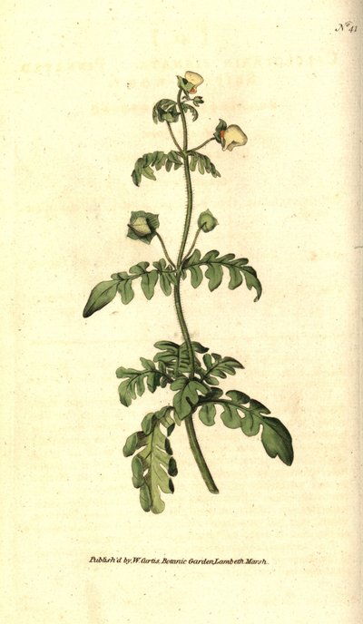 Variete of calceolar - Pinnated slipper-wort, Calceolaria pinnata. Handcolured copperplate engraving after a botanical illustration by James Sowerby from William Curtis