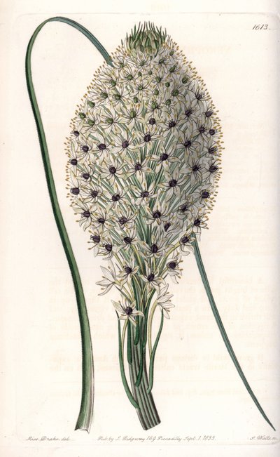 Variete of liliacee (Helonias asphodeloides) - نقش بواسطة S.Watts ، من رسم توضيحي لسارة آن دريك (1803-1857) ، من السجل النباتي لسيدنهام إدواردز (1768-1819) ، إنجلترا بواسطة سيدنهام تيست إدواردز