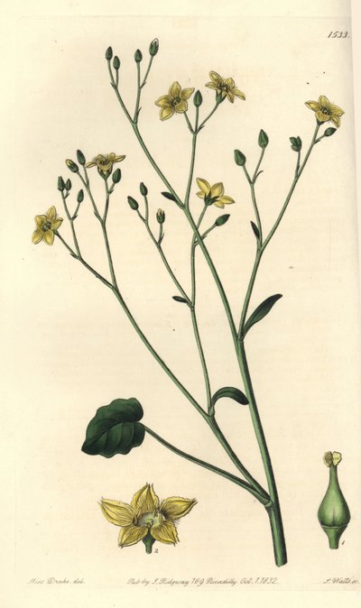Variete of villarsia, endemic to Australia - Ornduffia reniformis (Kidney-leaved villarsia, Villarsia reniformis). Handcoloured copperplate engraving by S. Watts after an illustration by Miss Sarah Drake from Sydenham Edwards