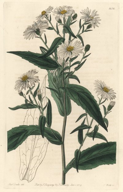 فيرجيني أستر أو هارفيستر - إس واتس ماء قوي من رسم توضيحي لسارة آن دريك (1803-1857) ، من السجل النباتي بواسطة سيدنهام تيست إدواردز