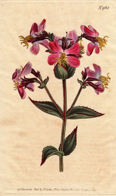 Virginia rhexia, with purple and pink flowers Virginian rhexia, with colorful pink and mauve flowers. Rhexia virginica. Handcolored copperplate engraving from a botanical illustration by Sydenham Edwards from William Curtis