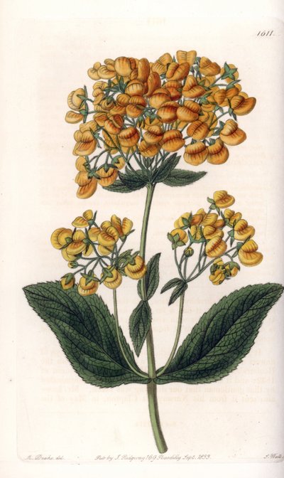 كالسولار لزج (أو شبشب صغير) - لوح محفور بواسطة S.Watts ، من رسم توضيحي لسارة آن دريك (1803-1857) ، من السجل النباتي لسيدنهام إدواردز (1768-1819) ، إنجلترا بواسطة سيدنهام تيست إدواردز