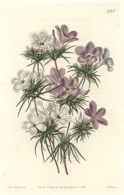Leptosiphon الأبيض والأرجواني - ماء قوي بواسطة S. Watts من رسم توضيحي لسارة آن دريك (1803-1857) ، من السجل النباتي بواسطة سيدنهام تيست إدواردز