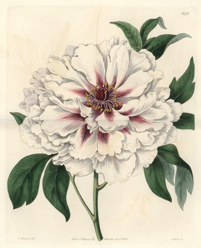 White shrub peony - Strong water by S. Watts from an illustration by Thomas Allport (1804-1879), from the Botanical Register بواسطة سيدنهام تيست إدواردز