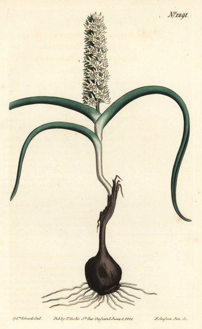 Wurmbea monopetala (Many-flowered melanthium, Melanthium monopetalum). Handcoloured copperplate engraving by F. Sansom Jr. after an illustration by Sydenham Edwards from William Curtis