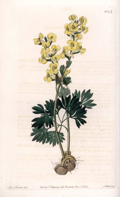 Yellow-flowered corydale variete - Engraved by S.Watts, from an illustration by Sarah Anne Drake (1803-1857), from the Botanical Register of Sydenham Edwards (1768-1819), England بواسطة سيدنهام تيست إدواردز
