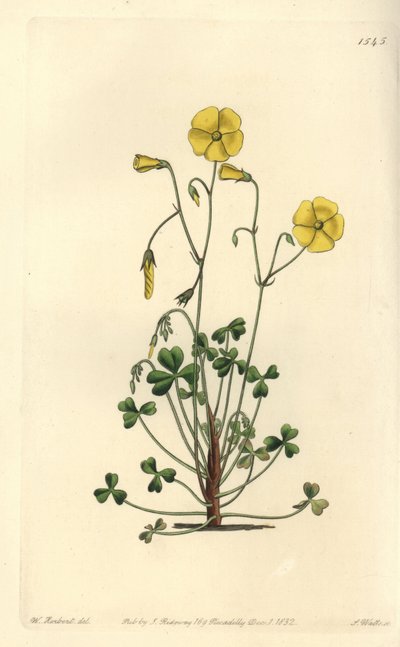 خشب أصفر ، Oxalis micrantha (أكساليس كومينغ ، Oxalis cummingii). نقش على لوح نحاسي ملون يدويًا بواسطة S. Watts بعد رسم توضيحي بواسطة William Herbert من سجل نباتات سيدنهام إدواردز ، ريدجواي ، لندن بواسطة سيدنهام تيست إدواردز