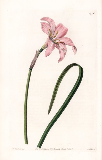 مجموعة Zephyranthes الهجينة - لوحة محفورة بواسطة S. Watts ، من رسم توضيحي لسارة Anne Drake (1803-1857) ، من السجل النباتي لسيدنهام إدواردز (1768-1819) ، إنجلترا بواسطة سيدنهام تيست إدواردز