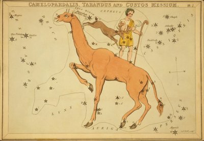Camelopardalis و Tarandus و Guardian of the Messium ، رسم توضيحي من "مرآة Urania" بواسطة قاعة سيدني