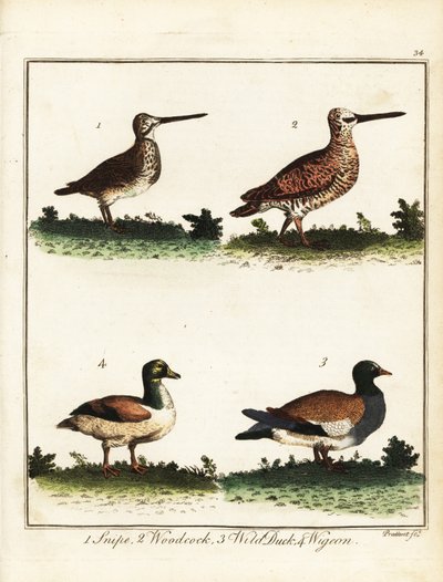 طيور اللعبة: قنص ، ودكوك ، وبطة برية ، ودجاج. 1792 (نقش) بواسطة T. Prattent