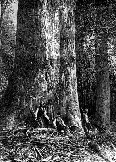الأوكالبتوس العملاق ، أستراليا ، 1886 بواسطة تايلور