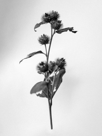 وسط الزهور 23 ، 2021 (b / w photo) بواسطة تيس ألبرز