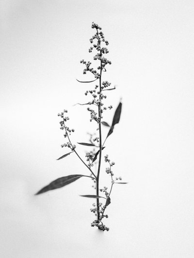 وسط الزهور 24 ، 2021 (b / w photo) بواسطة تيس ألبرز