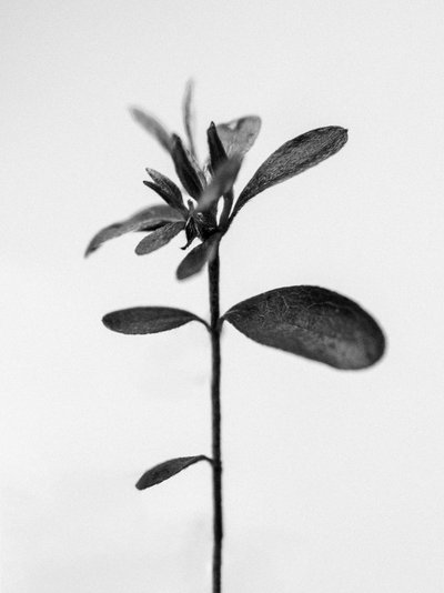 وسط الزهور 30 ، 2021 (b / w photo) بواسطة تيس ألبرز
