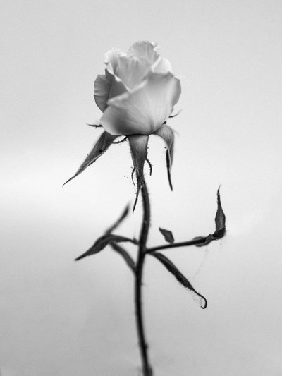 وسط الزهور 40 ، 2021 (b / w photo) بواسطة تيس ألبرز