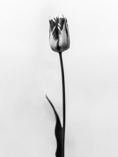 وسط الزهور 70 ، 2021 (b / w photo) بواسطة تيس ألبرز