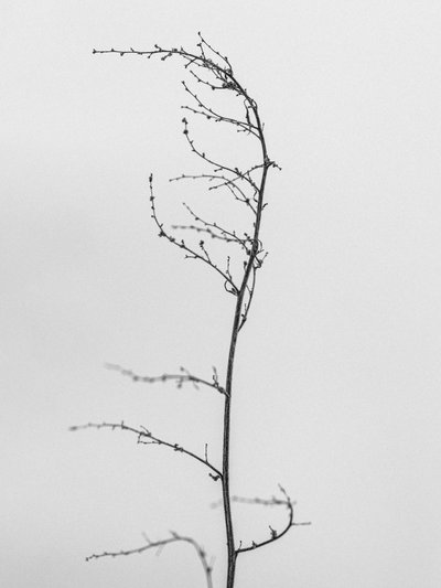وسط الزهور 8 ، 2021 (b / w photo) بواسطة تيس ألبرز
