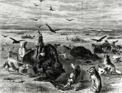 ذبح الجاموس على السهول ، من هاربرز ويكلي 1872 بواسطة ثيودور راسل ديفيس