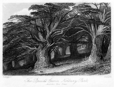 The Druids Grove ، Norbury Park ، Surrey ، القرن التاسع عشر. بواسطة توماس ألوم