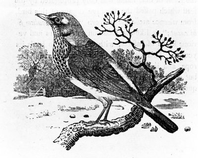 The Fieldfare ، توضيح من "تاريخ الطيور البريطانية" بقلم توماس بيويك ، نُشر لأول مرة عام 1797 (قطع خشبية) بواسطة Thomas Bewick